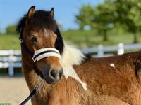 13-jährige Pony Stute, 108cm