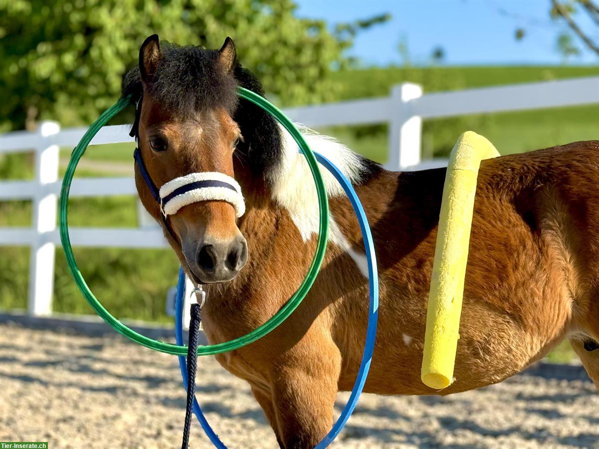 Bild 2: 13-jährige Pony Stute, 108cm