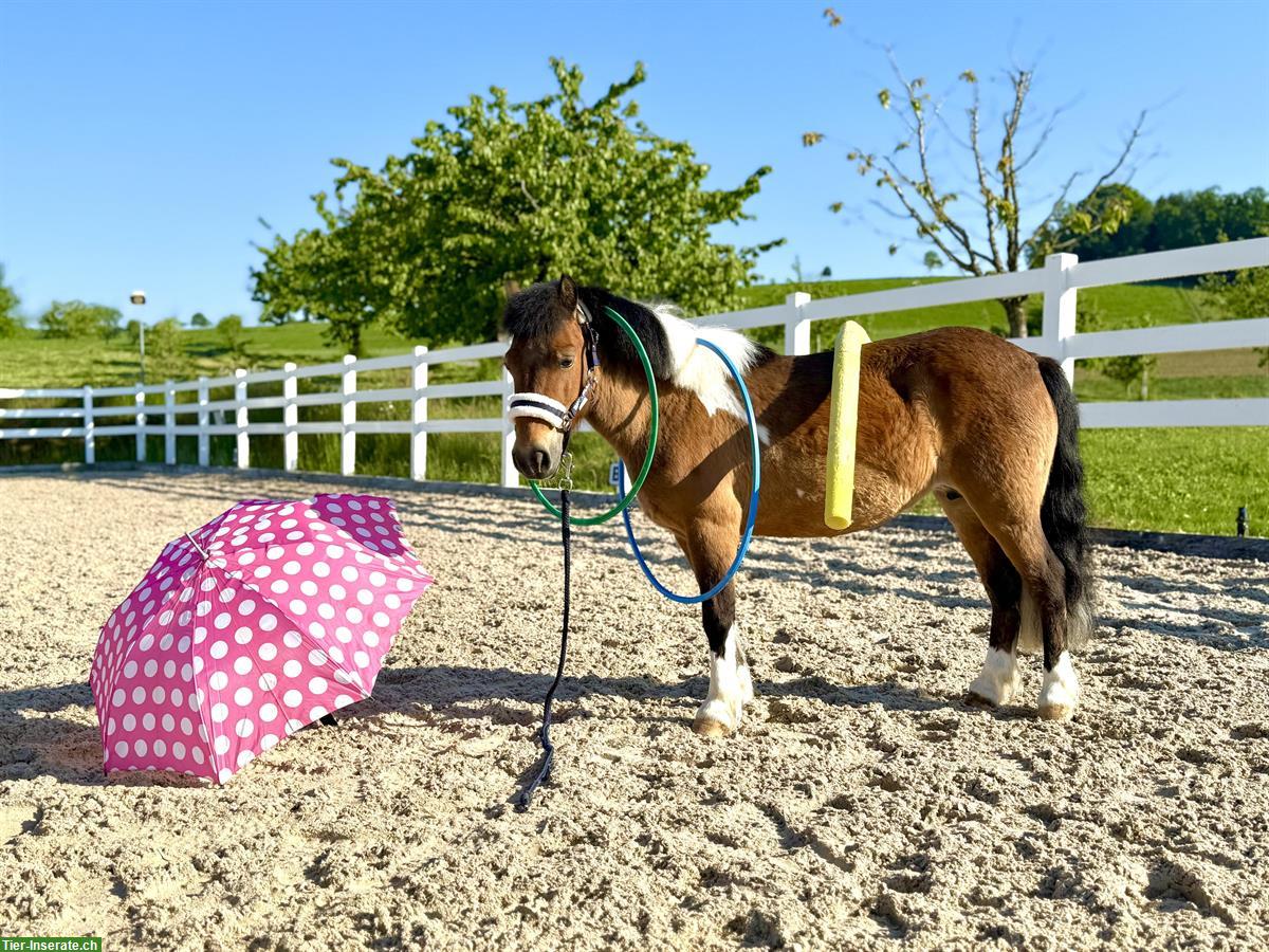 Bild 3: 13-jährige Pony Stute, 108cm