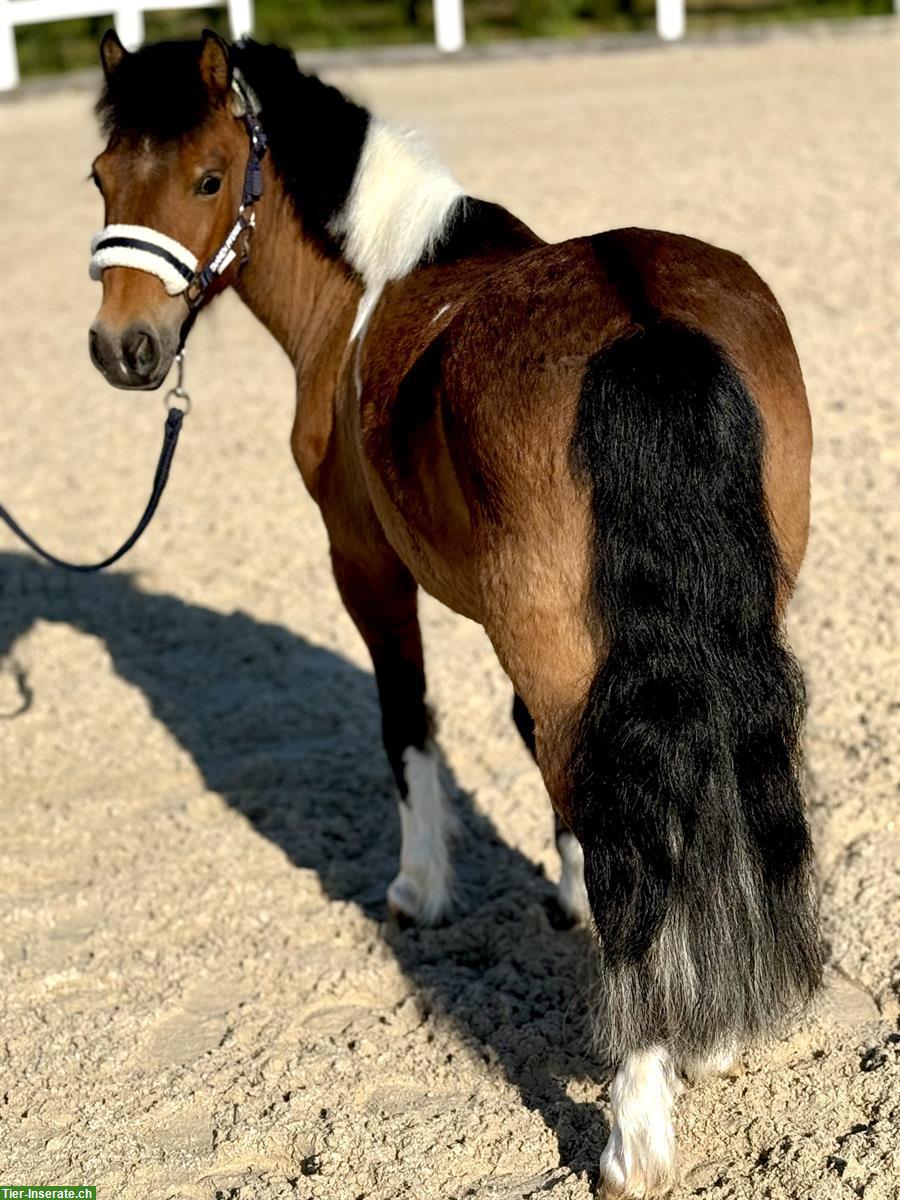Bild 4: 13-jährige Pony Stute, 108cm