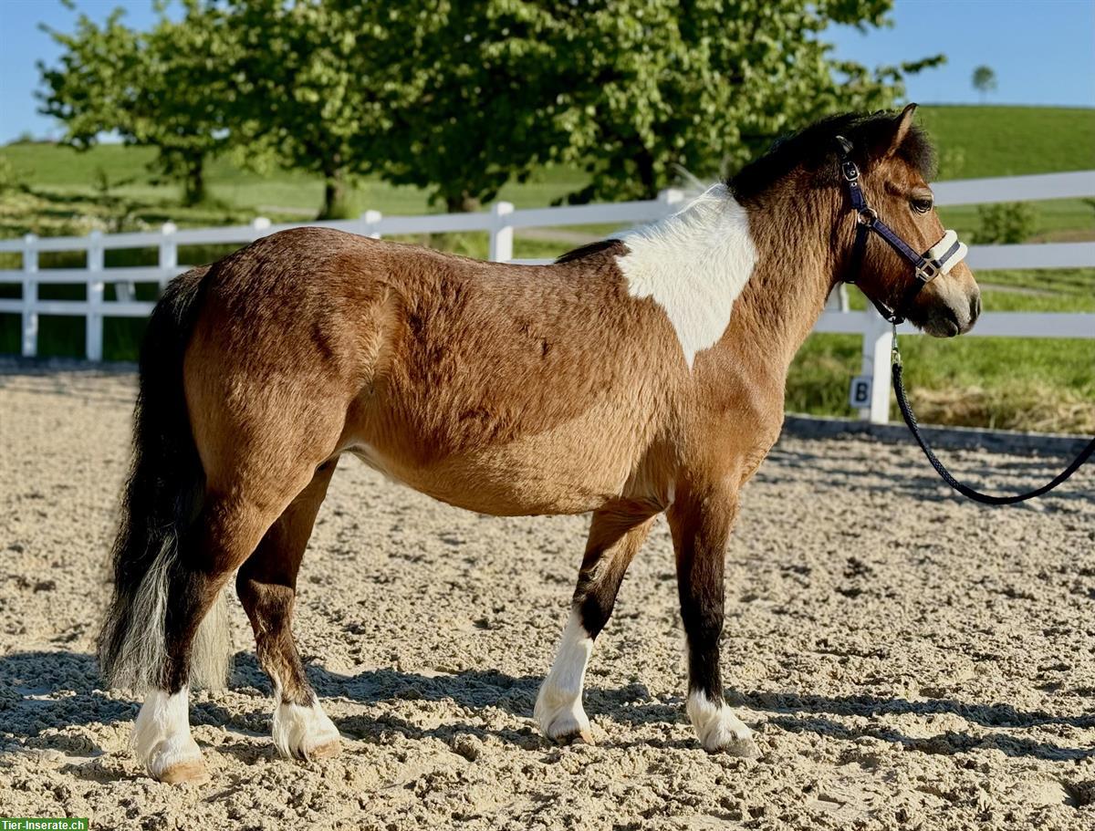 Bild 5: 13-jährige Pony Stute, 108cm