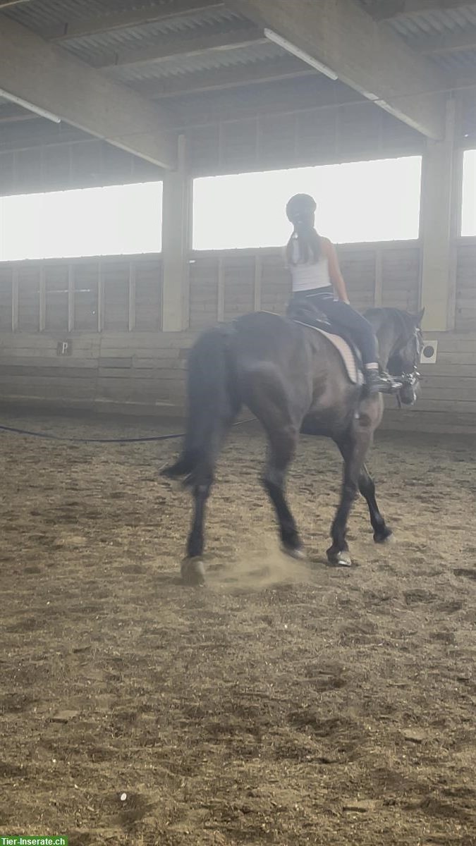 Suche Reitbeteiligung in Frauenfeld und Umgebung