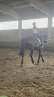 Suche Reitbeteiligung in Frauenfeld und Umgebung