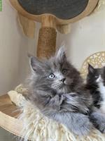 Moana - reinrassiges Maine Coon Mädchen