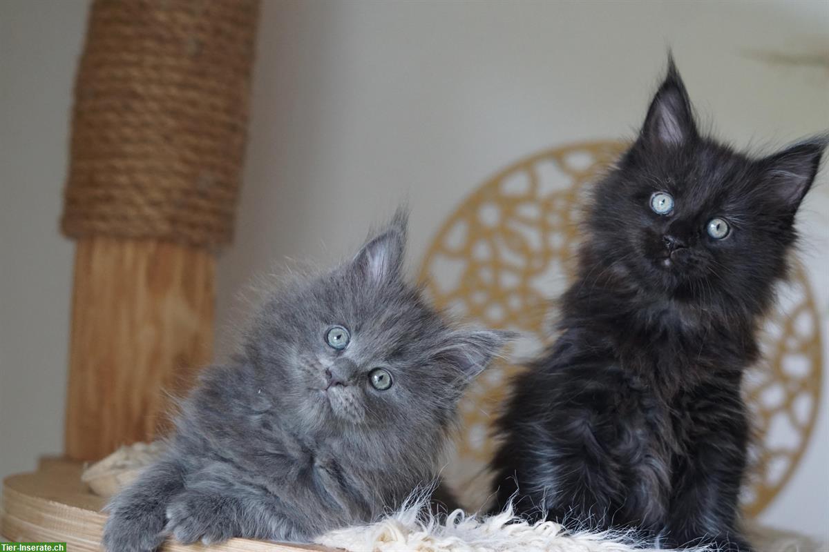 Bild 2: Moana - reinrassiges Maine Coon Mädchen