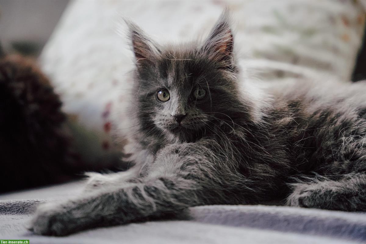 Bild 3: Moana - reinrassiges Maine Coon Mädchen
