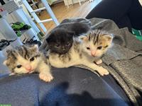 Herzige Kitten suchen neues Zuhause