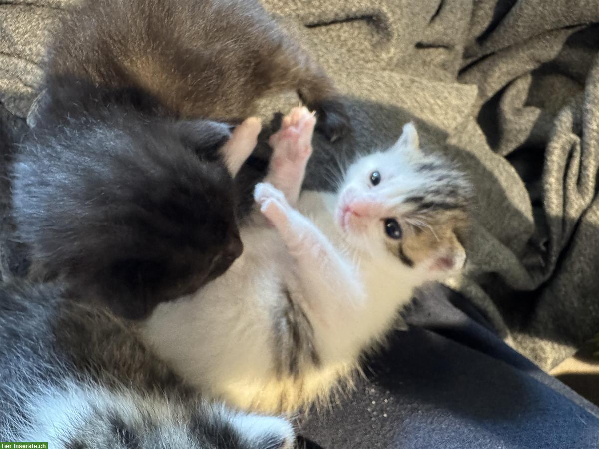 Bild 2: Herzige Kitten suchen neues Zuhause