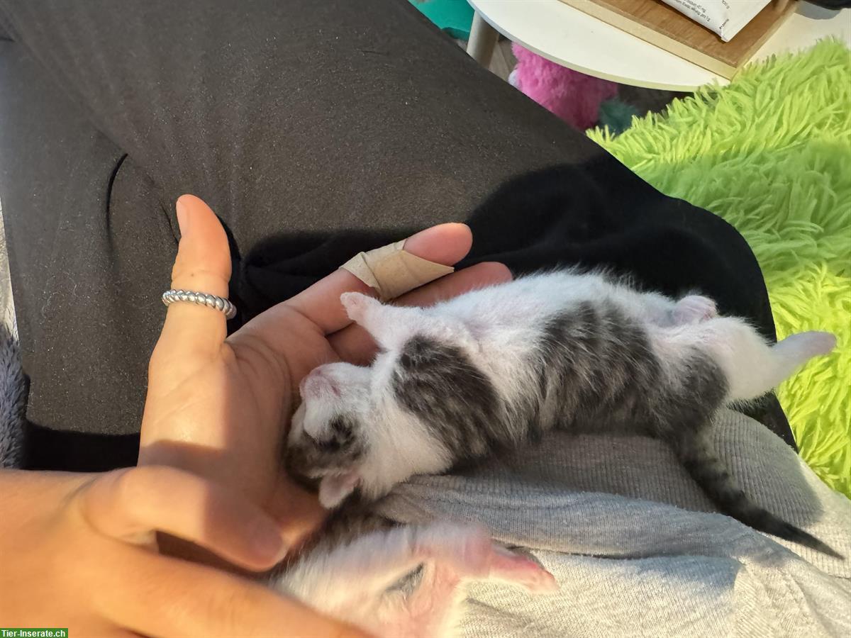 Bild 3: Herzige Kitten suchen neues Zuhause