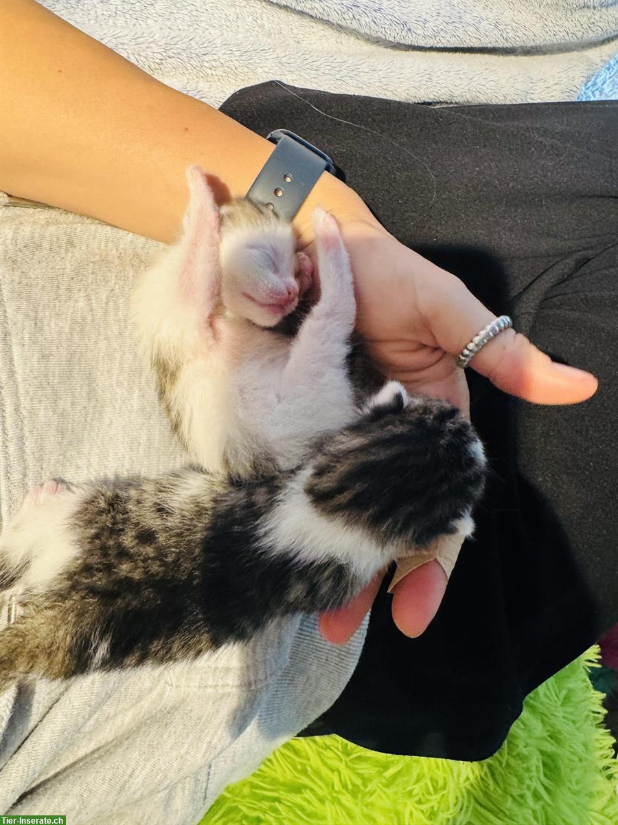 Bild 4: Herzige Kitten suchen neues Zuhause