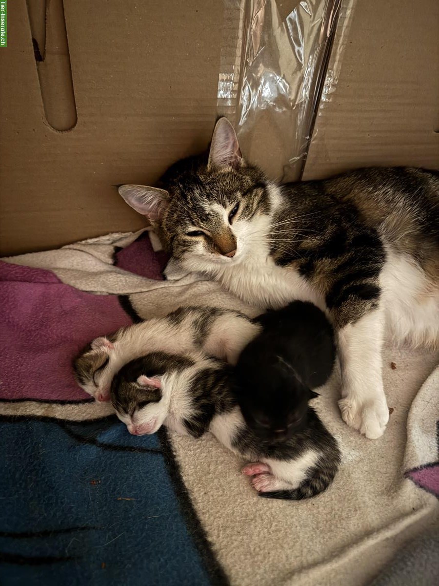 Bild 5: Herzige Kitten suchen neues Zuhause