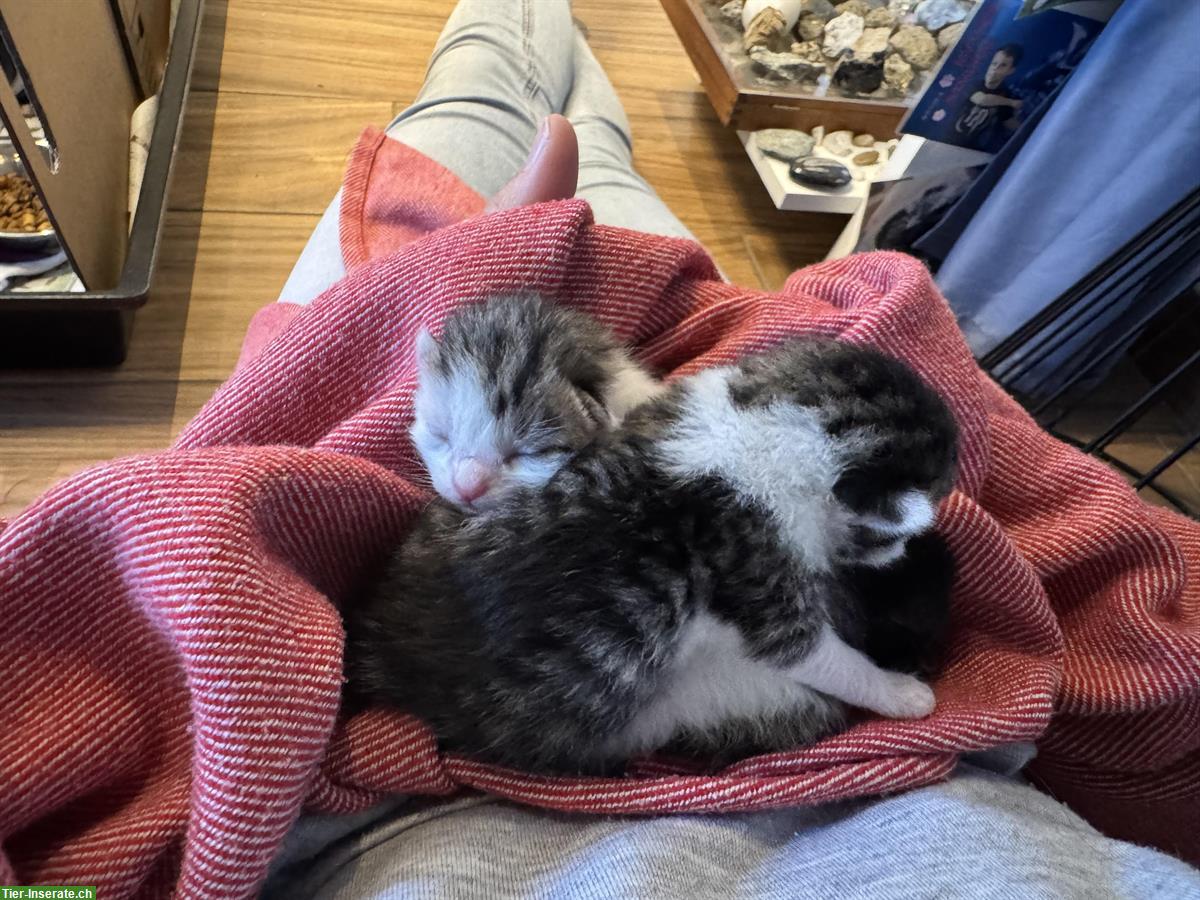 Bild 6: Herzige Kitten suchen neues Zuhause