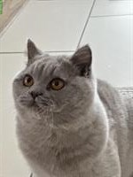 Deckkater BKH in Lilac mit Stammbaum