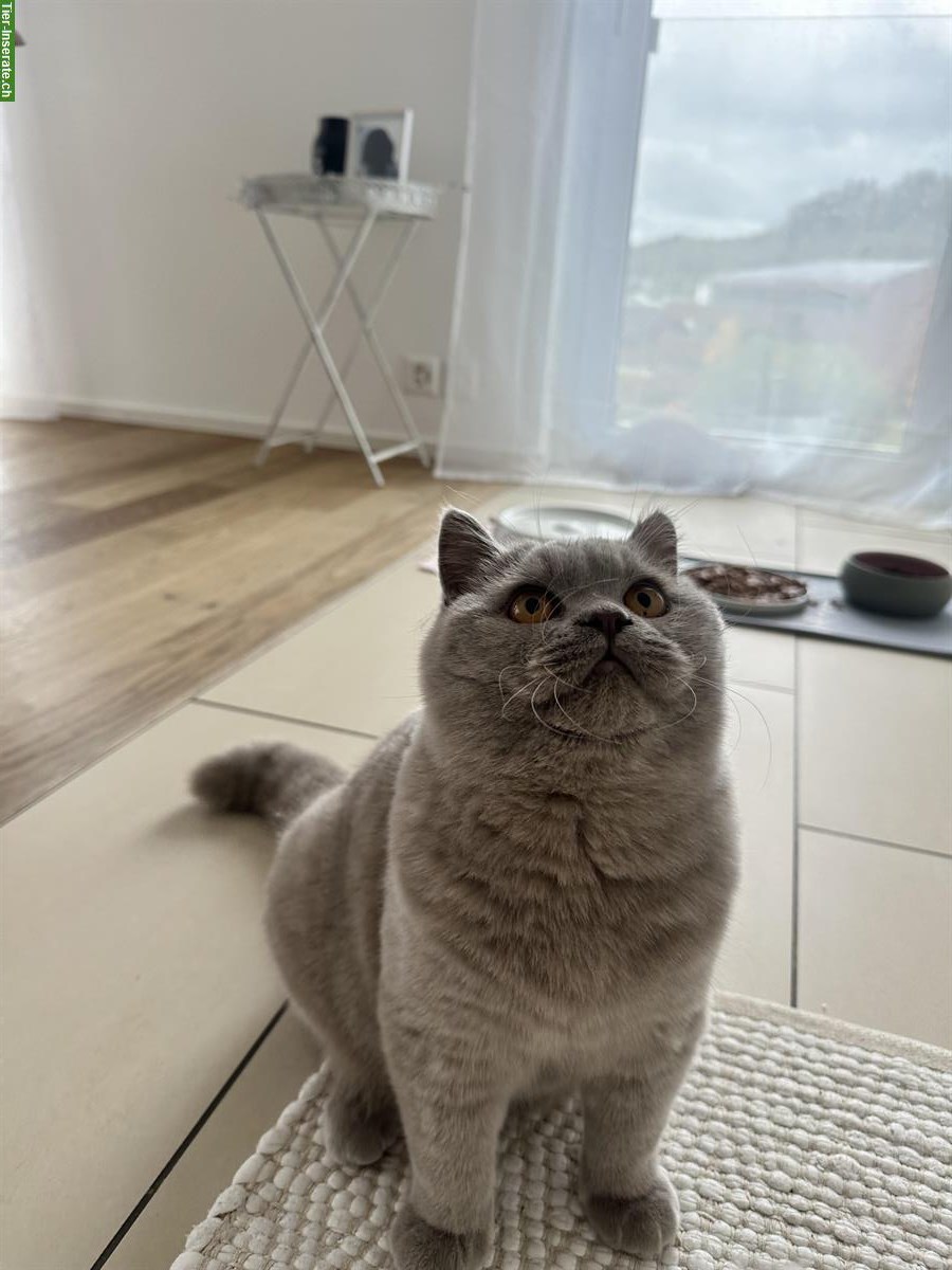 Bild 2: Deckkater BKH in Lilac mit Stammbaum