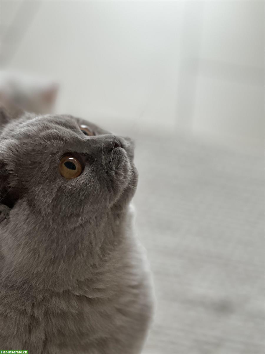 Bild 3: Deckkater BKH in Lilac mit Stammbaum