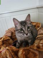 Katerchen Louis sucht ein Zuhause bei einem Gspändli