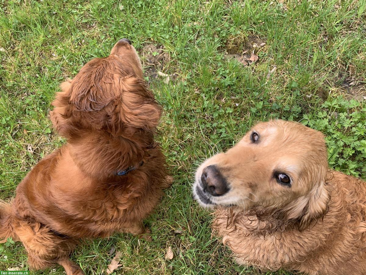 Suche Wohnmöglichkeit, 2-3 Zimmer, naturnah mit 2 Hunden