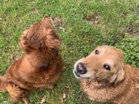 Suche Wohnmöglichkeit, 2-3 Zimmer, naturnah mit 2 Hunden