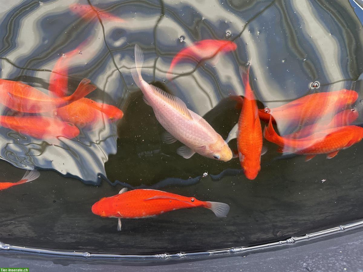 GRATIS: Goldfische resp. Kreuzungen Goldfische/Kois