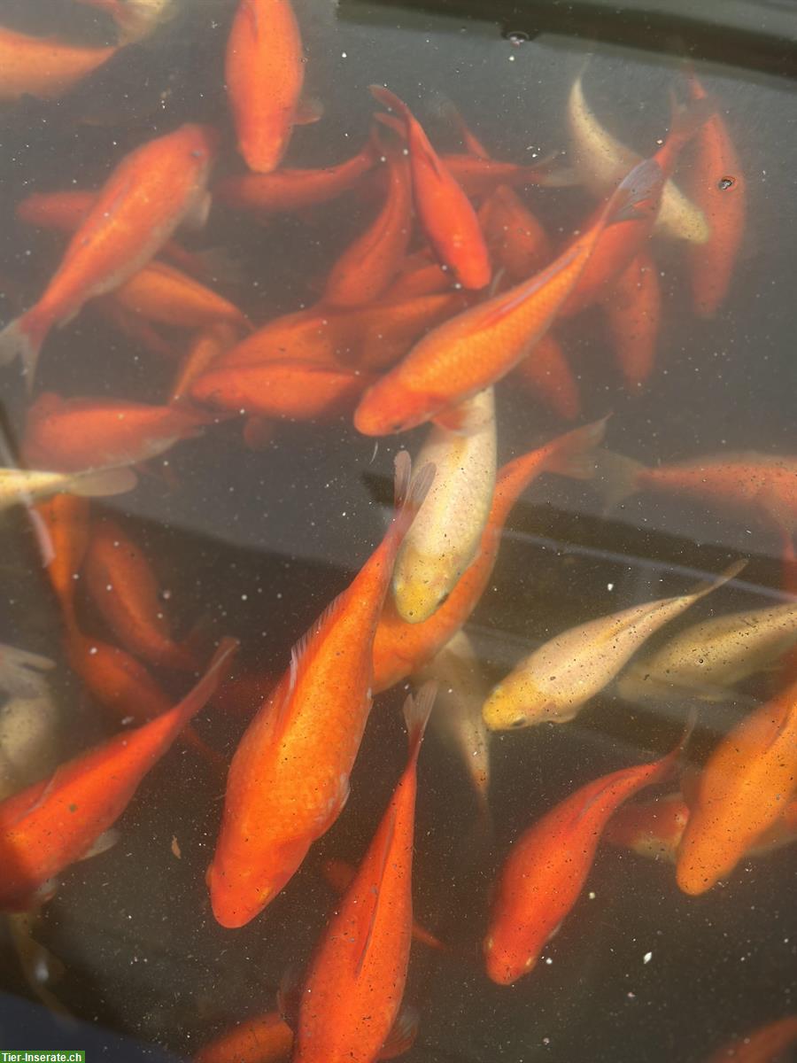 Bild 2: GRATIS: Goldfische resp. Kreuzungen Goldfische/Kois