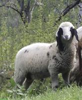 Saaser Mutten Widder, reinrassig