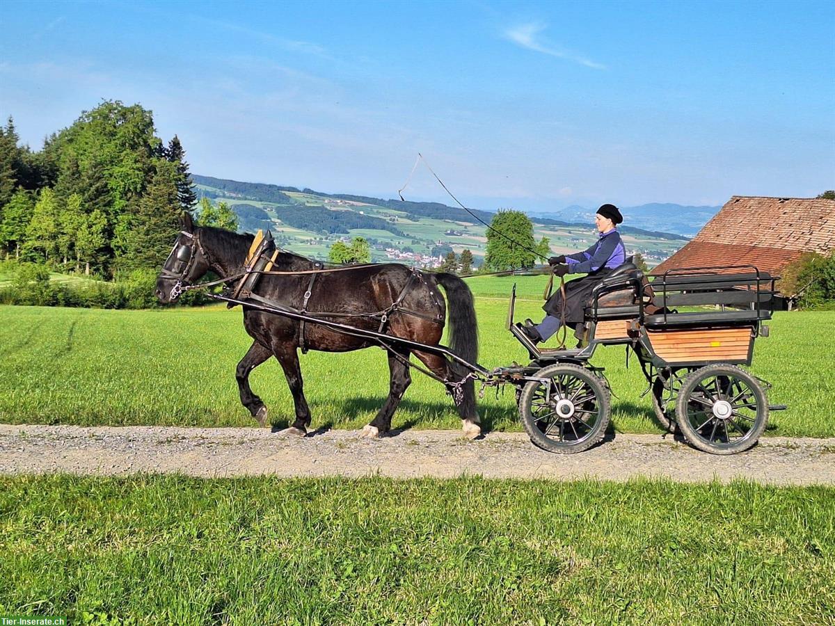Schöner Kaltblut Rappe zu verkaufen