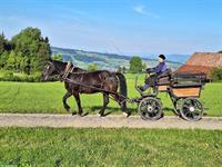 Schöner Kaltblut Rappe zu verkaufen