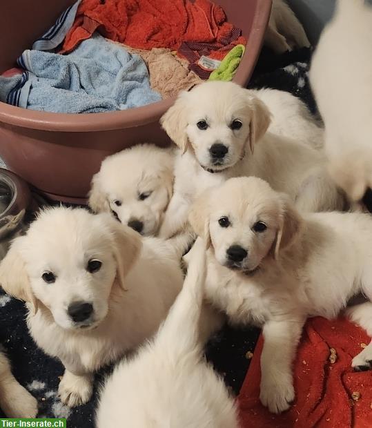 Wir erwarte Golden Retriever Welpen