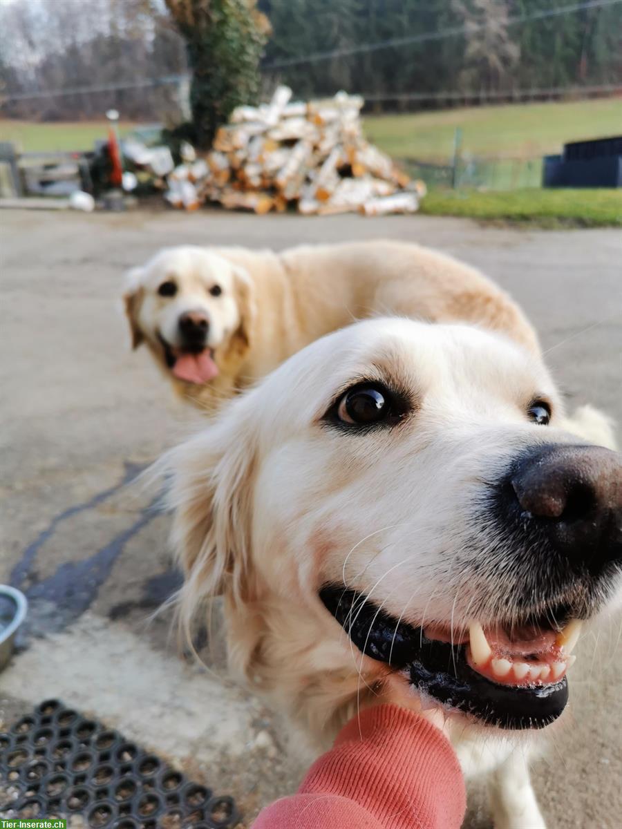 Bild 3: Wir erwarte Golden Retriever Welpen