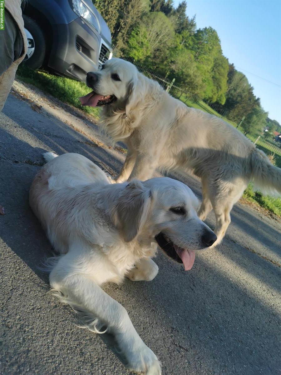 Bild 4: Wir erwarte Golden Retriever Welpen