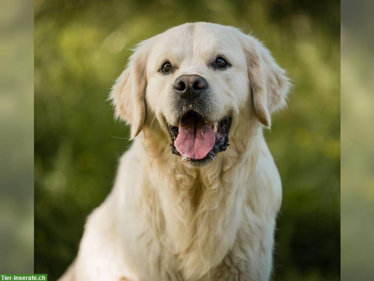 Bild 6: Wir erwarte Golden Retriever Welpen