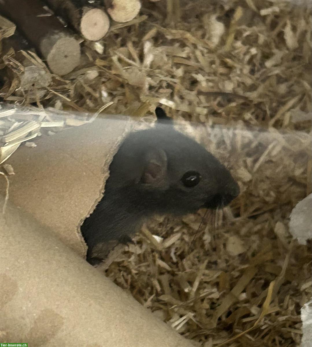 Bild 2: Herzige junge Rennmäuse aus eigener Zucht