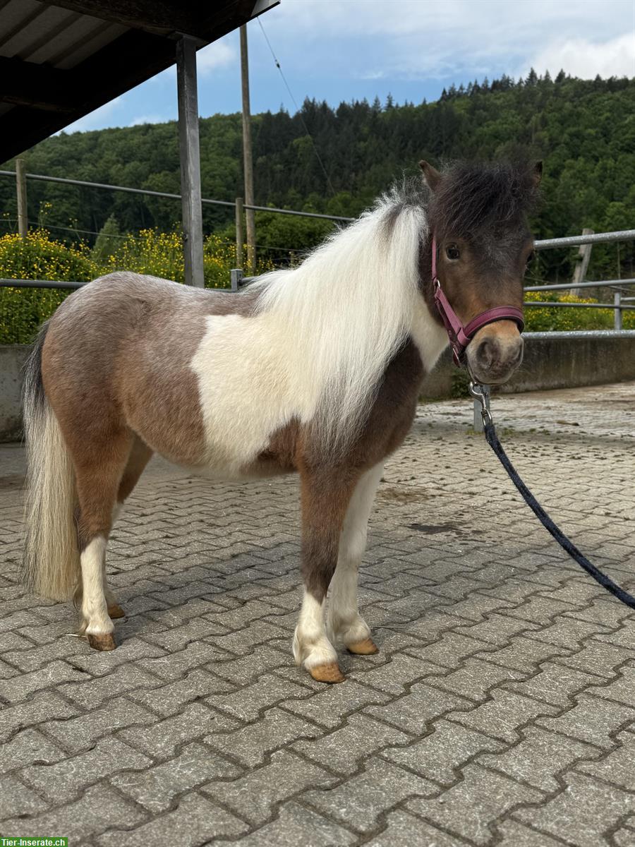 Hübsche und brave Shettys zu verkaufen