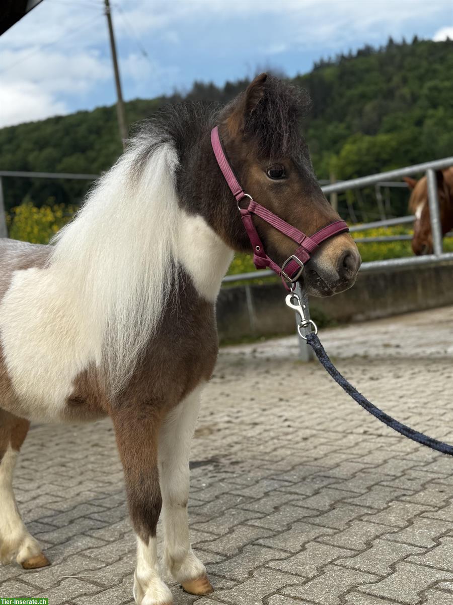 Bild 3: Hübsche und brave Shettys zu verkaufen
