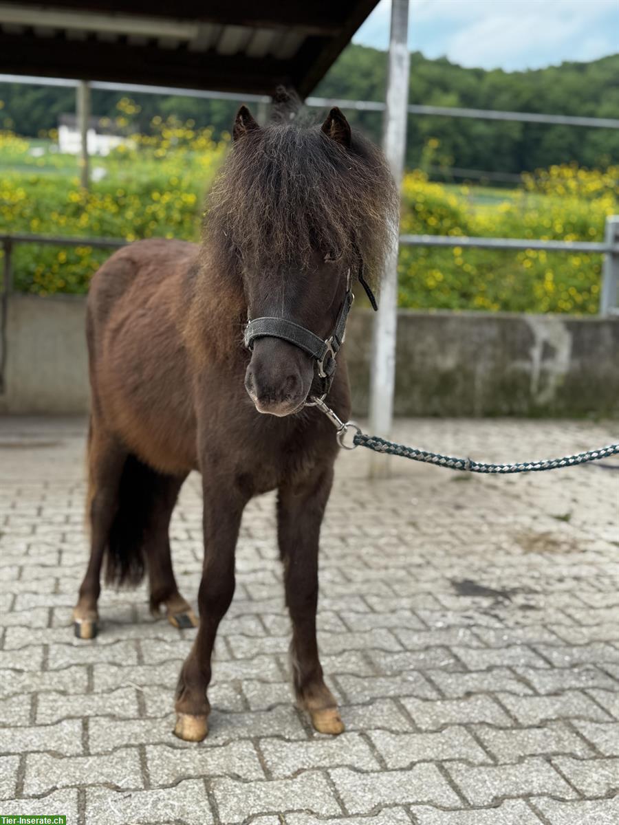 Bild 4: Hübsche und brave Shettys zu verkaufen