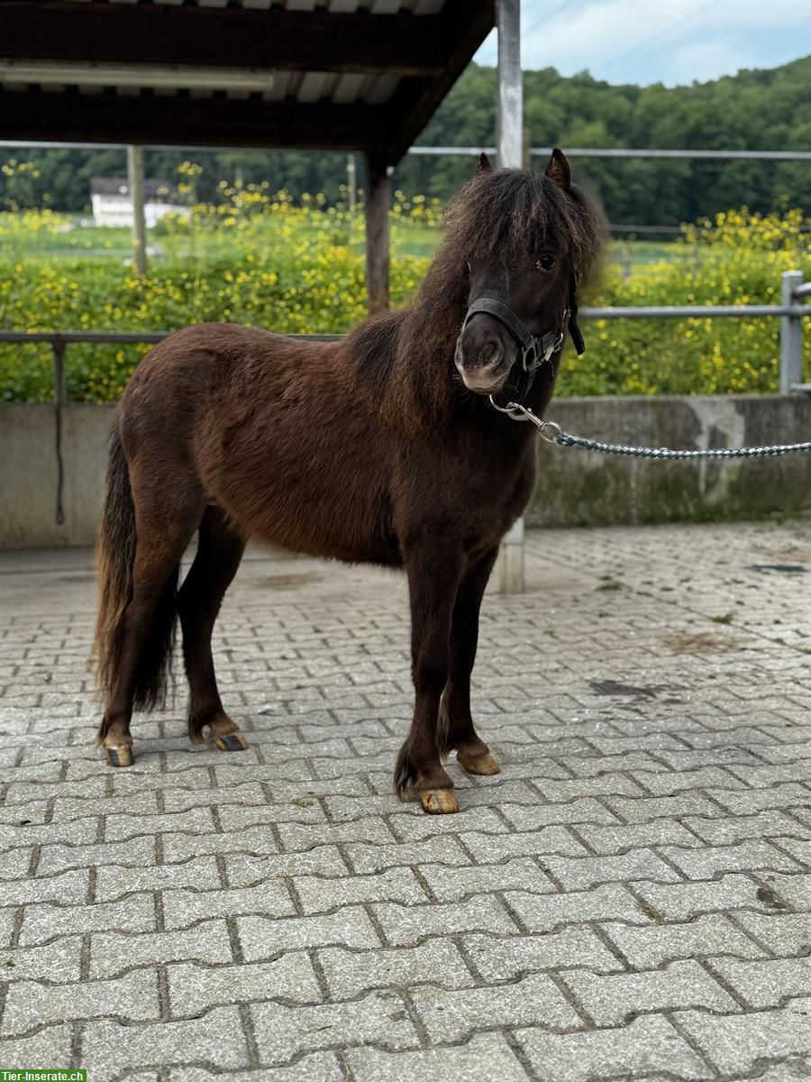 Bild 5: Hübsche und brave Shettys zu verkaufen