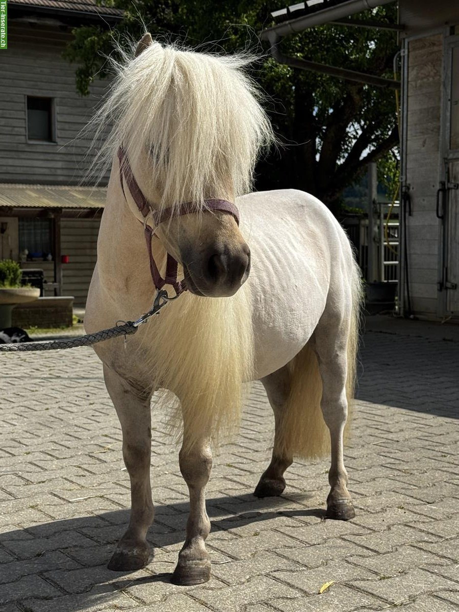 Bild 6: Hübsche und brave Shettys zu verkaufen