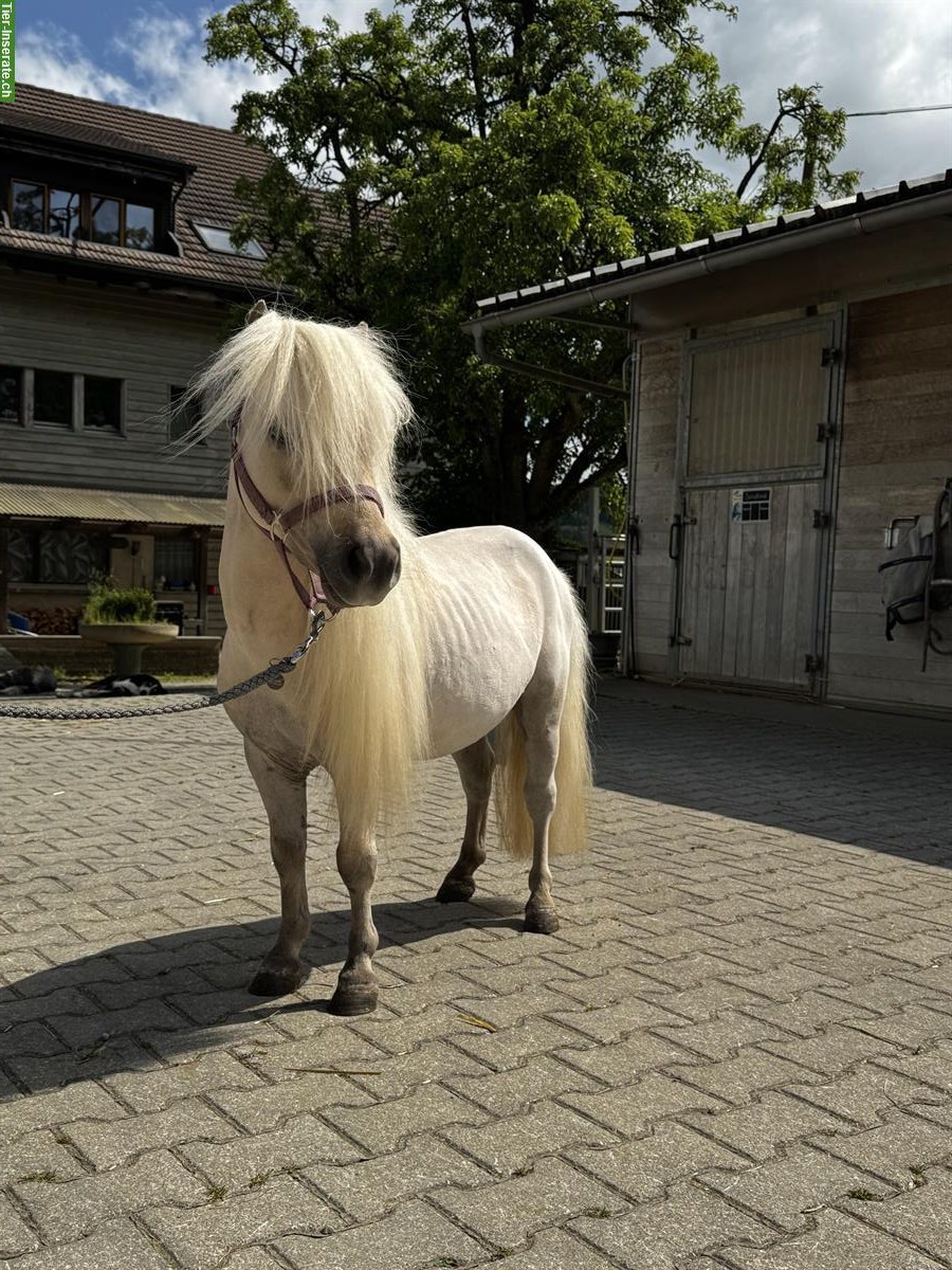 Bild 7: Hübsche und brave Shettys zu verkaufen