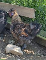 GRATIS: Zwergseidenhahn zu verschenken
