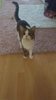 1-jähriger Kater, kastriert sucht ein liebes Zuhause