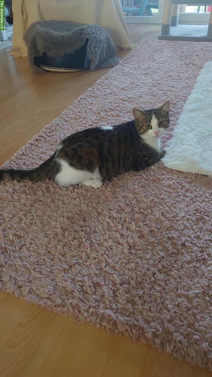 Bild 3: 1-jähriger Kater, kastriert sucht ein liebes Zuhause