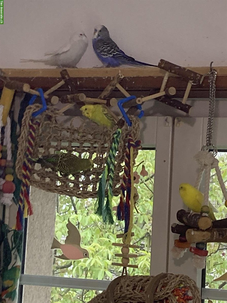 Wellensittich Weibchen gesucht
