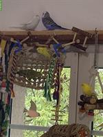 Wellensittich Weibchen gesucht