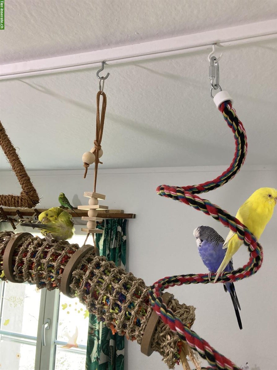 Bild 3: Wellensittich Weibchen gesucht