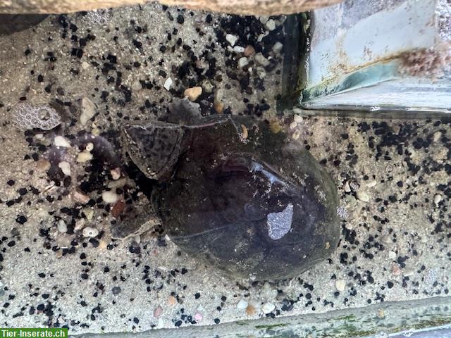 Moschus Schildkröten, weiblich und männlich