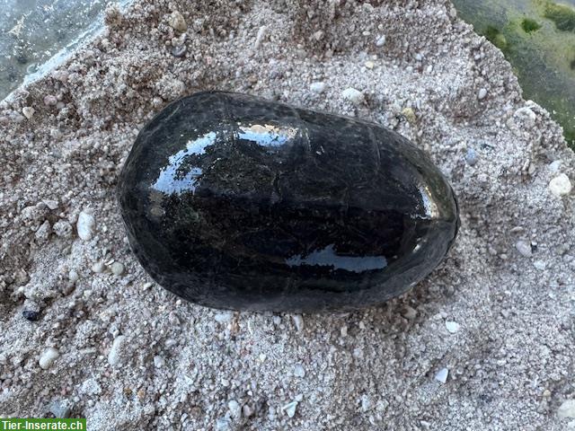 Bild 2: Moschus Schildkröten, weiblich und männlich