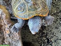 Diamantschildkröten, ca. 4-jährig