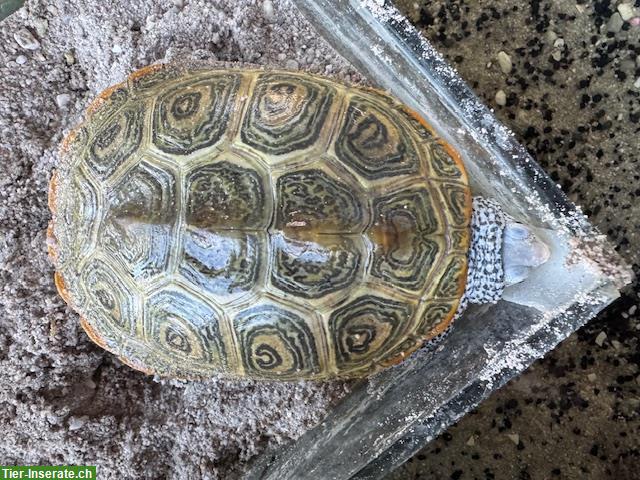 Bild 2: Diamantschildkröten, ca. 4-jährig
