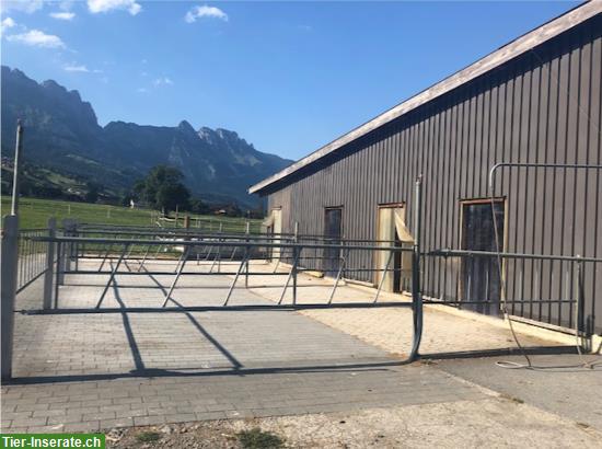 Bild 2: Zwei Auslaufboxen frei in Grabs SG