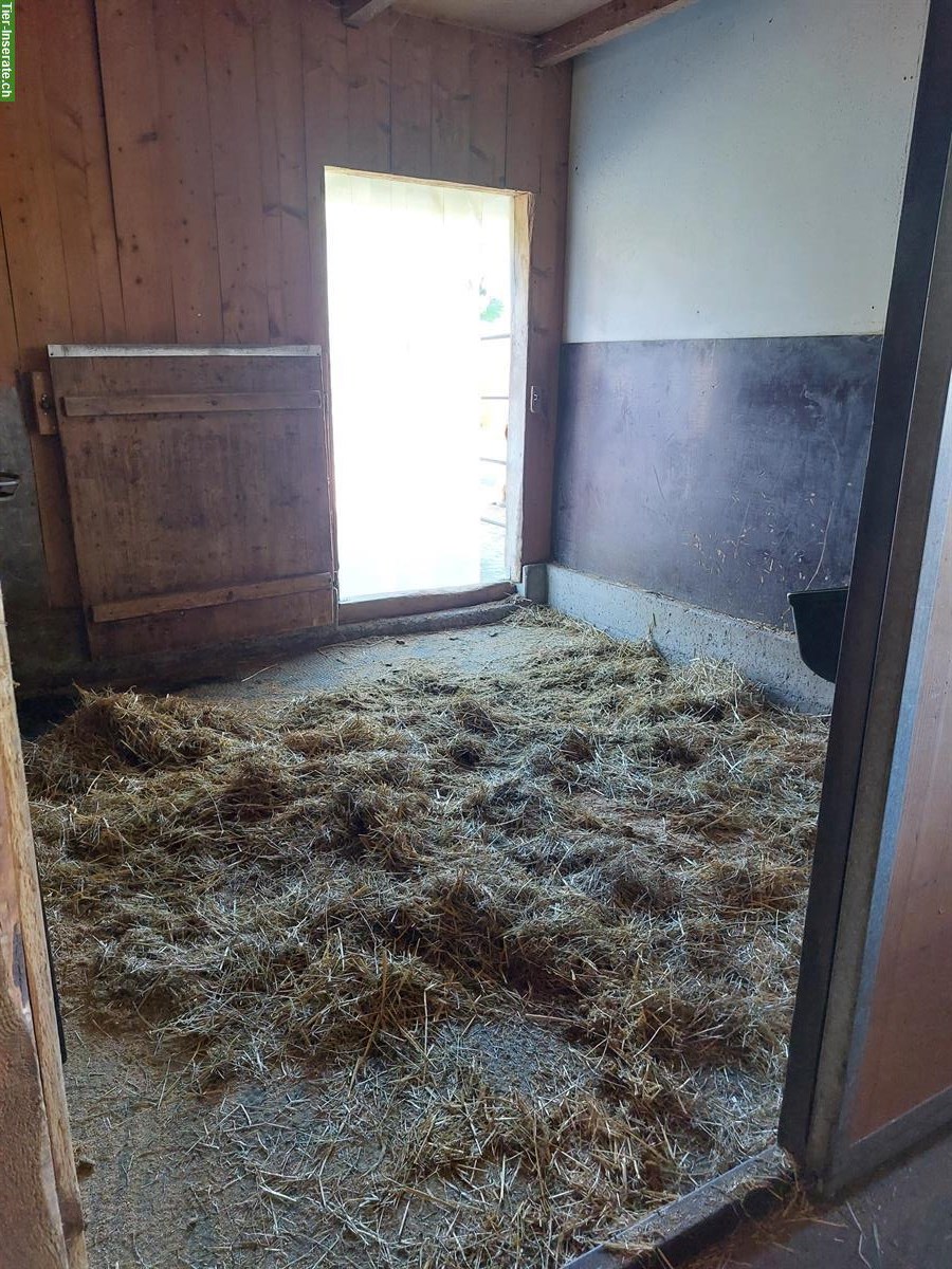 Bild 8: Zwei Auslaufboxen frei in Grabs SG